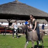 The task: lead a ball till the targetpoint on the back of a donkey - Puszta Olympics